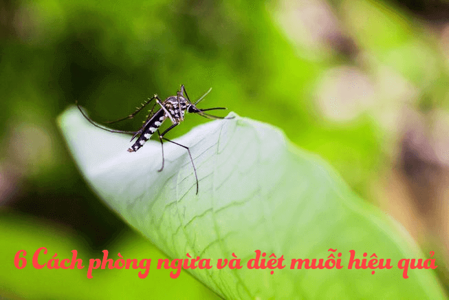 6 Cách diệt muỗi tự nhiên giúp bạn "Đòi lại" môi trường sống