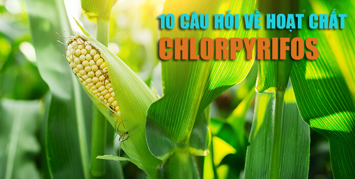 hoat-chat-chlorpyrifos