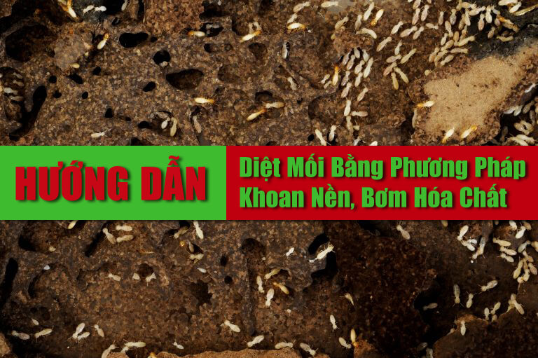 huong-dan-cach-tu-diet-moi-tai-nha-bang-phuong-phap-sinh-hoc-khoan-nen