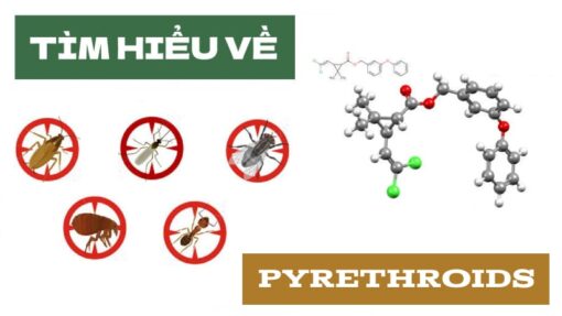 Pyrethroids là gì? - Những điều cần biết về nhóm Pyrethroids
