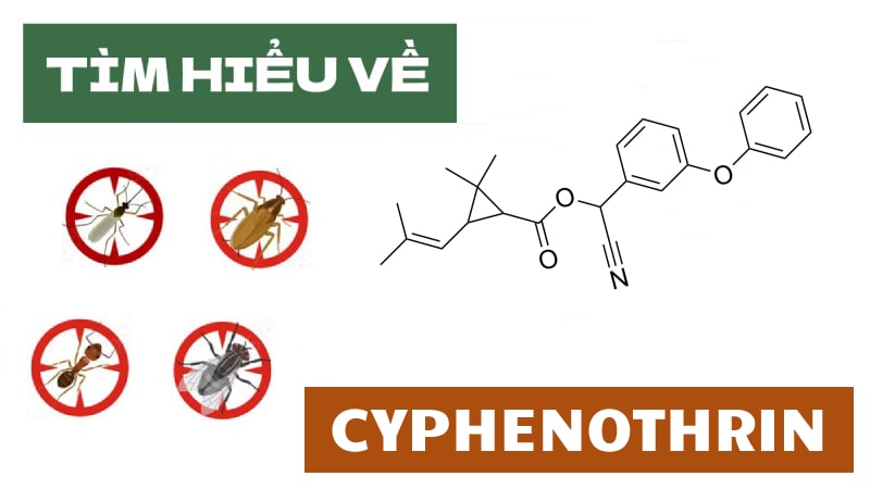 hoat-chat-cyphenothrin